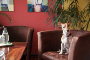 Der-Kanzleihund-passt-auf Der-Kanzleihund-passt-auf